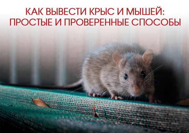 Как вывести крыс и мышей в Рузе: простые и проверенные способы
